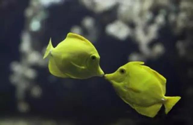 观赏鱼寄生虫杀虫药,观赏鱼杀虫药能随便下吗