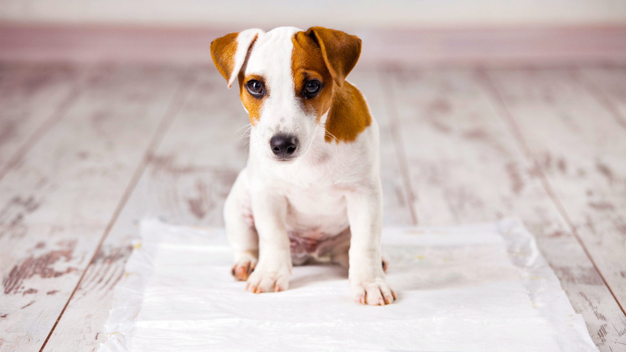 教狗狗定点大小便说上厕所可以吗,发现狗狗乱拉千万别揍它