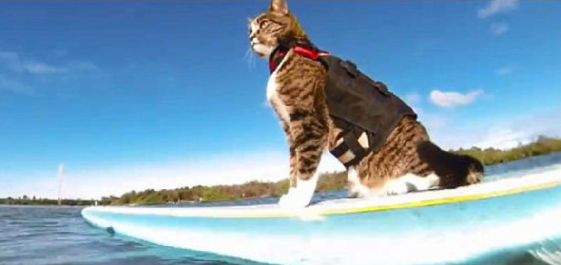 你知道养猫的好处有哪些吗,你知道养猫效应吗