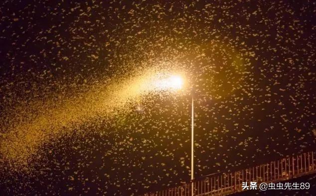 昆虫为什么会被灯吸引,吸引昆虫的灯光