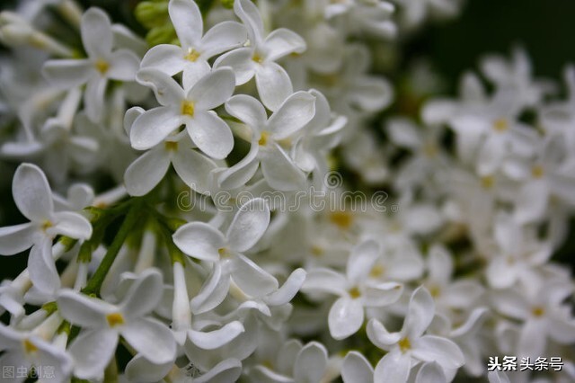 丁香花抒情散文,丁香花散文唯美