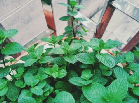 薄荷种植的详细步骤图片,薄荷植物能在家种植吗