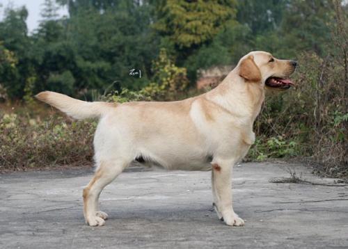 拉布拉多突然扑向小孩,拉布拉多犬扑人怎么纠正