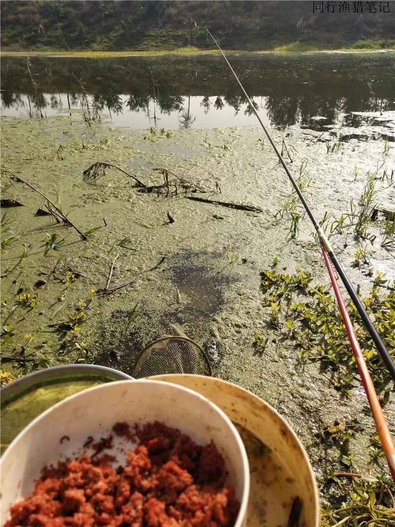 2019钓鲫鱼视频全集,钓鲫鱼的笔记