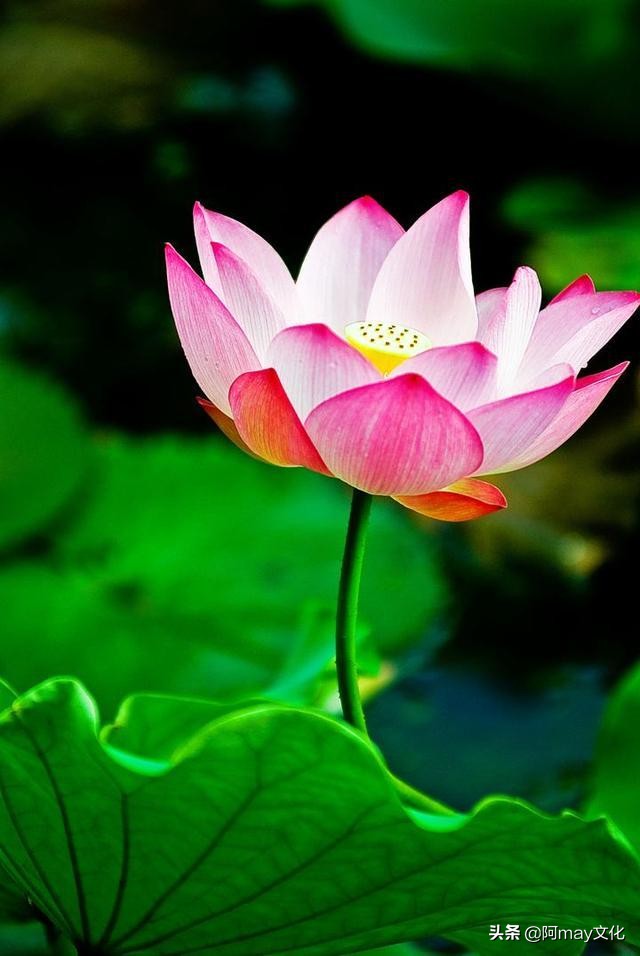 构图应该怎么学习,新手必须掌握的20个摄影构图方法