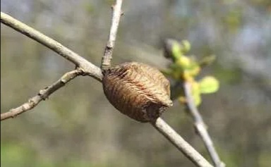 农村潮湿环境常见的昆虫,在乡下能捉到哪些可爱的虫子