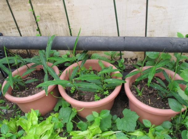 种植生姜需要天天浇水,生姜种植苗期松土的好处