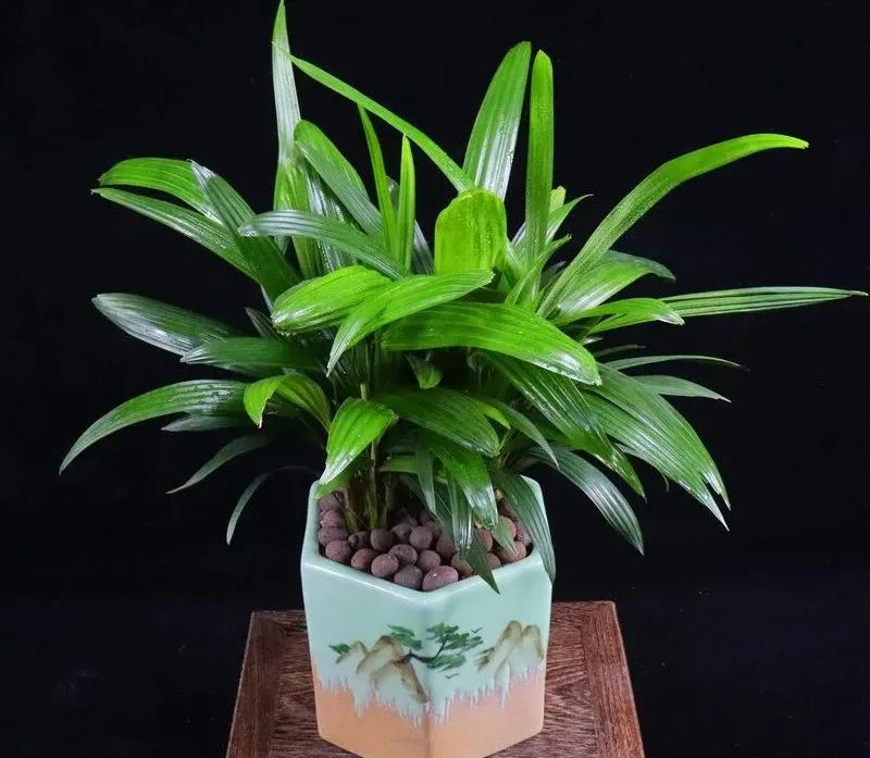 绿叶竹子怎么养护,细叶棕竹怎么养护和管理