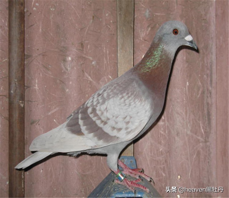 夏天鸽舍蚊虫怎么解决,夏季室内消灭蚊蝇最好的方法