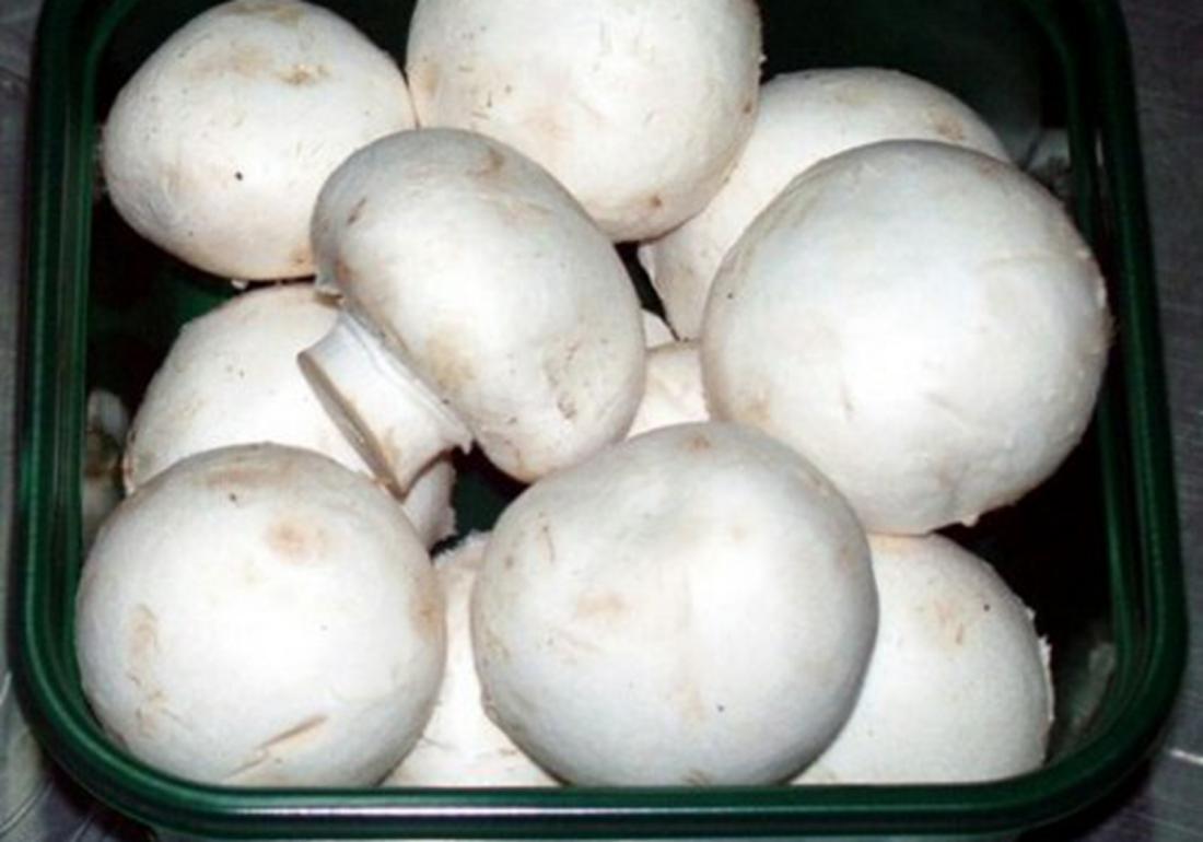 双孢菇的种植方法及步骤,双孢菇的室内种植方法和技术