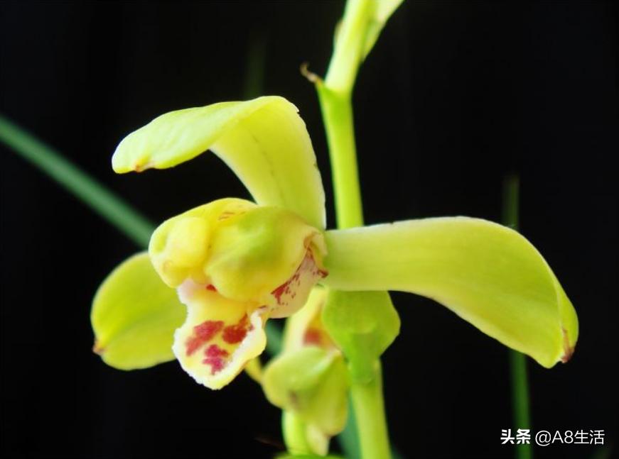 每日一品,蕙兰潘绿梅和庆华区别