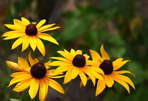 每天认识一种园林观花植物,黑心菊园林植物