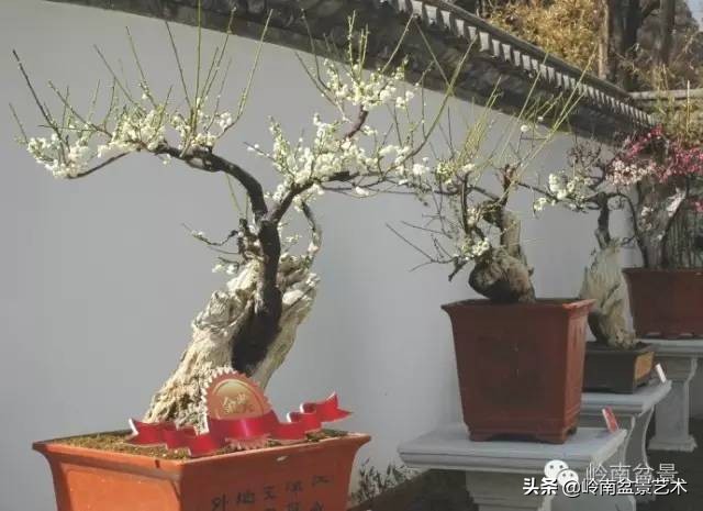 花木盆景嫁接技术视频,花木果树嫁接技术视频