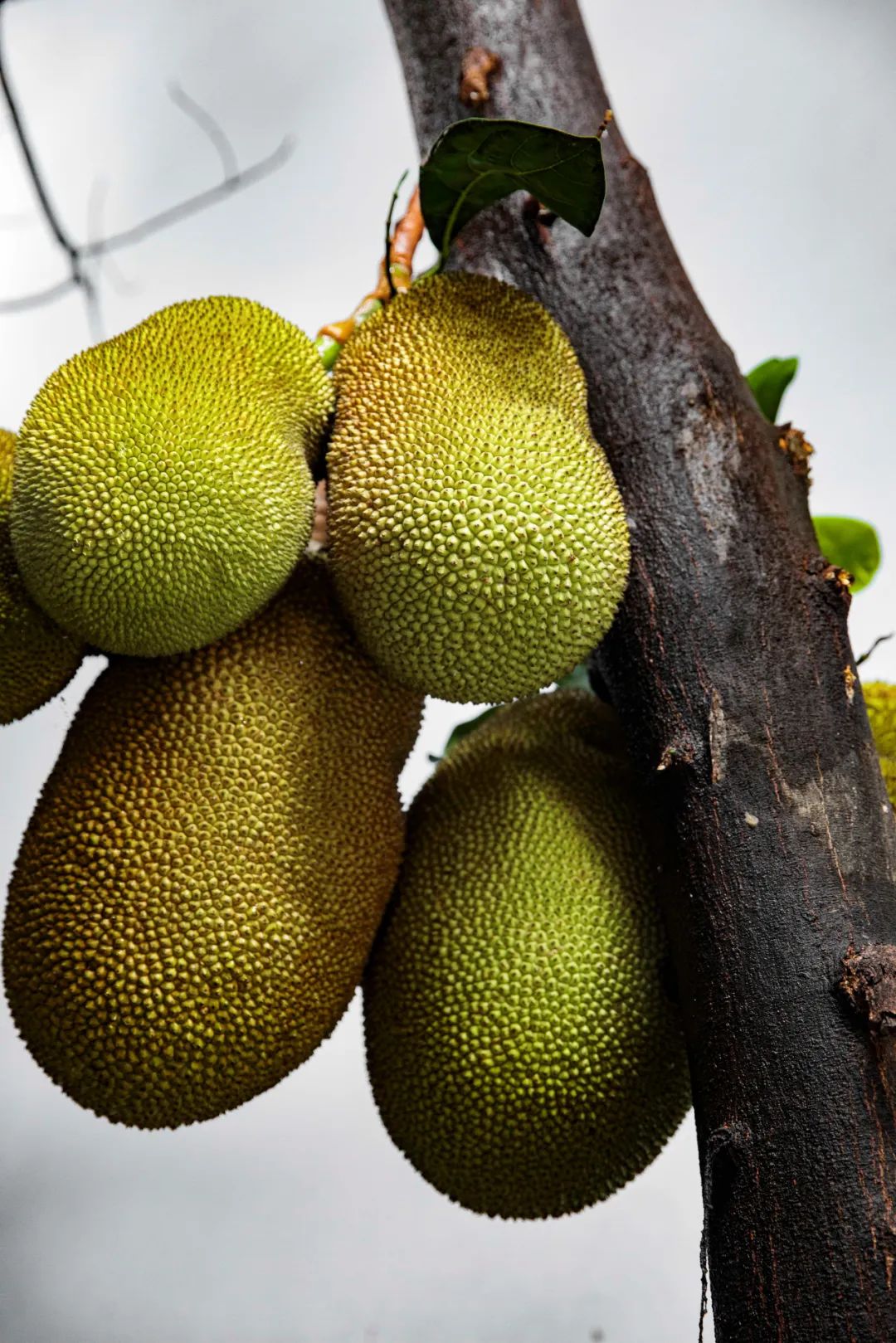 云南旅游最便宜的机票,云南旅游机票最便宜的时候