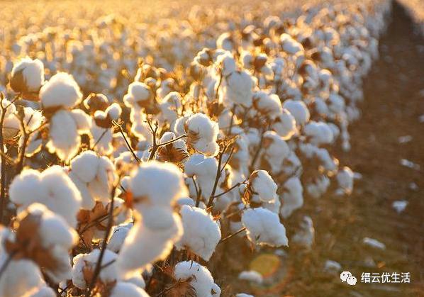 壶镇最大的工厂,壶镇工厂