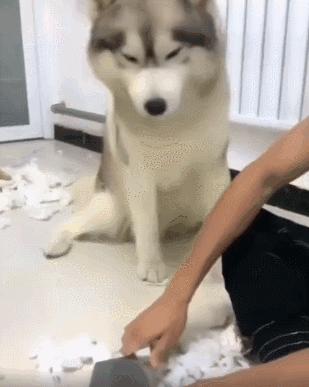 盘点狗界五大败家子你敢养吗,狗界最怂的6种狗有危险溜得很快