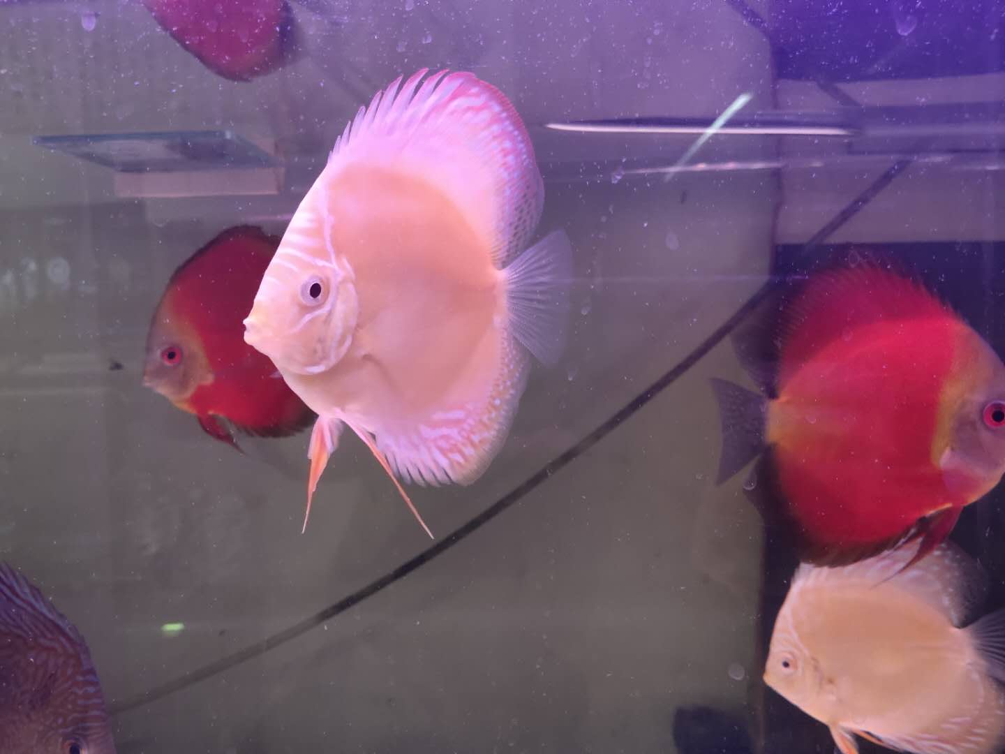 兰寿七彩神仙鱼混养,新手鱼友适合养哪种七彩神仙鱼