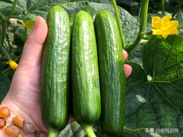 旱黄瓜和水黄瓜有什么区别,买黄瓜要粗的还是细的