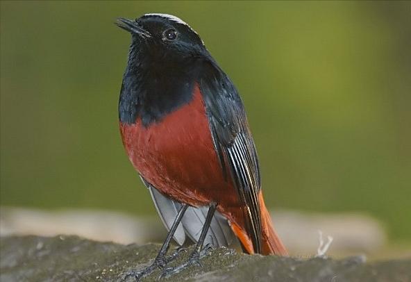 东江揽胜,惠州淡水常见鸟类图谱