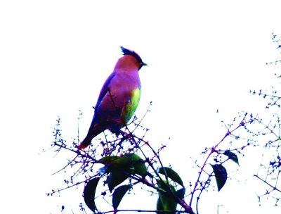 百灵鸟的故事大全,百灵鸟的故事300字