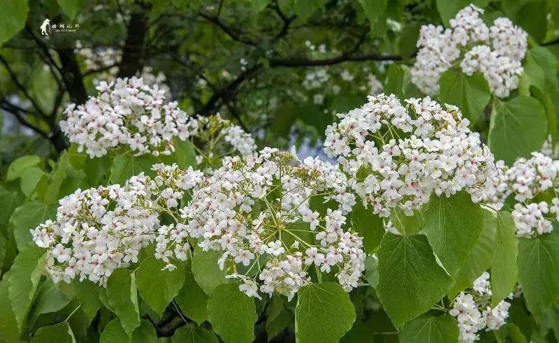 再过2天！仁寿森林音乐节来了，桐子花开满山头，粉白若雪！