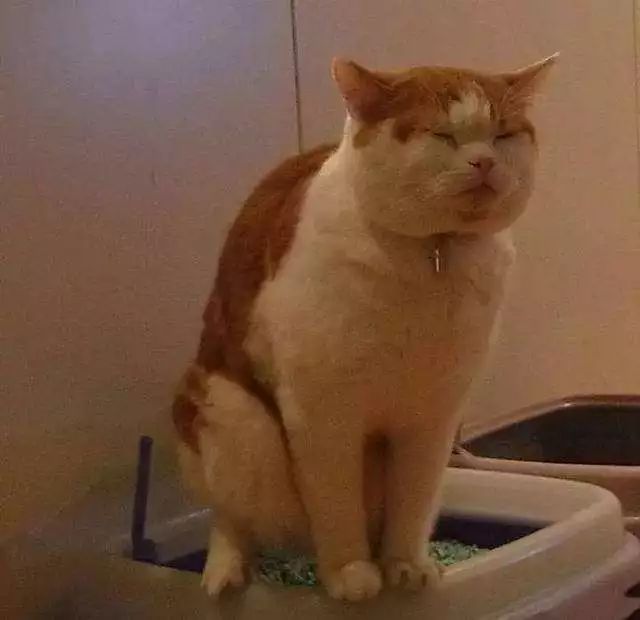 猫咪吐毛球然后连续吐胃液怎么办,猫咪吐毛球怎么解决毛球症