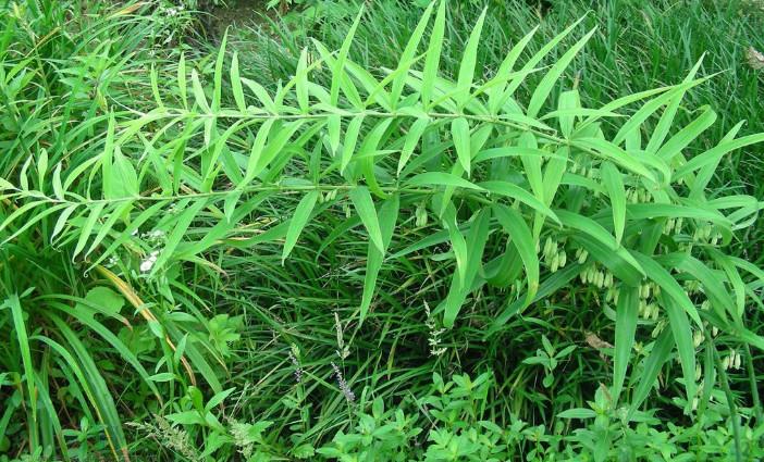 黄精列于草部之首，仙家以为芝草之类，以其得坤土之精粹