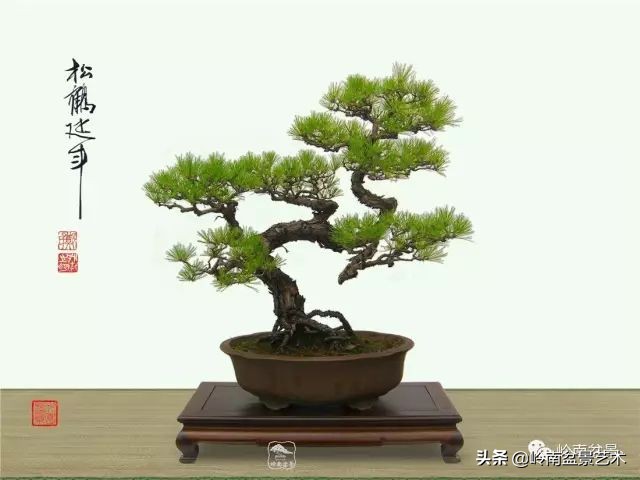 寒松纵老风骨在——赏松杂谈