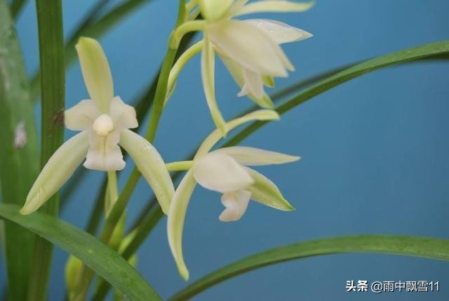 北方养殖墨兰心得,北方养兰植料的优缺点