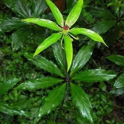 中国千年药都樟树,千年药都樟树