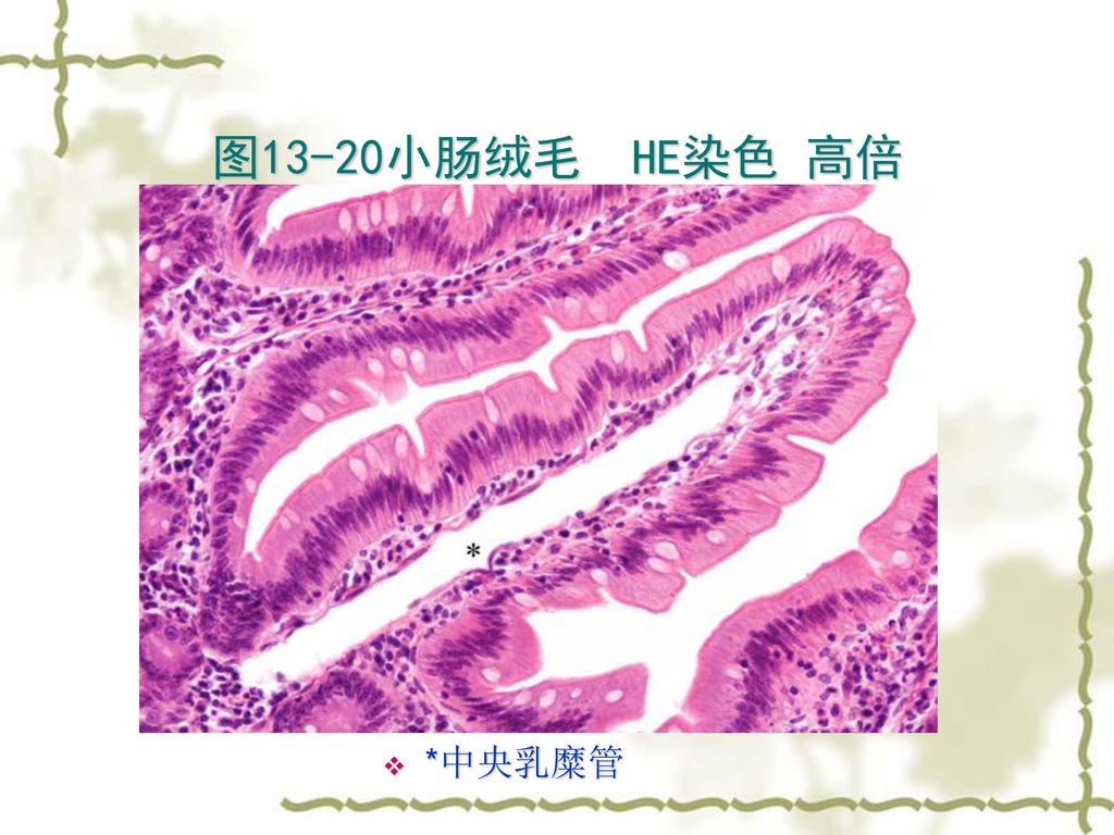 一般人绝对想不到,身体上的毛有哪几种