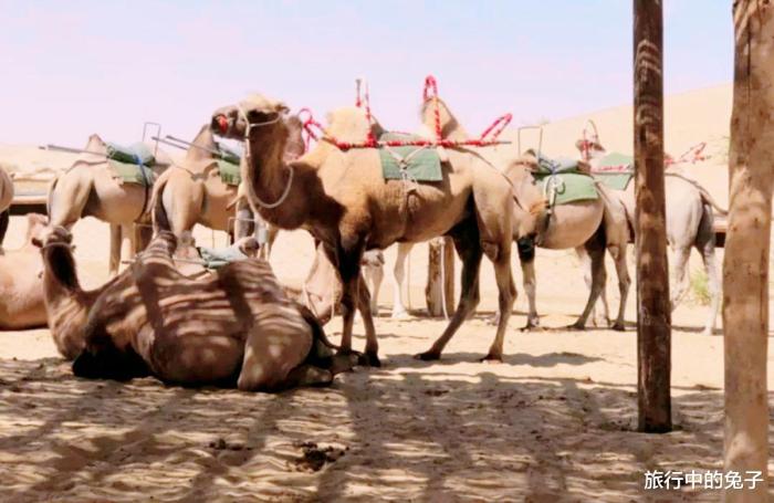 塔克拉玛干沙漠重现生机,塔克拉玛干沙漠可以变绿洲吗