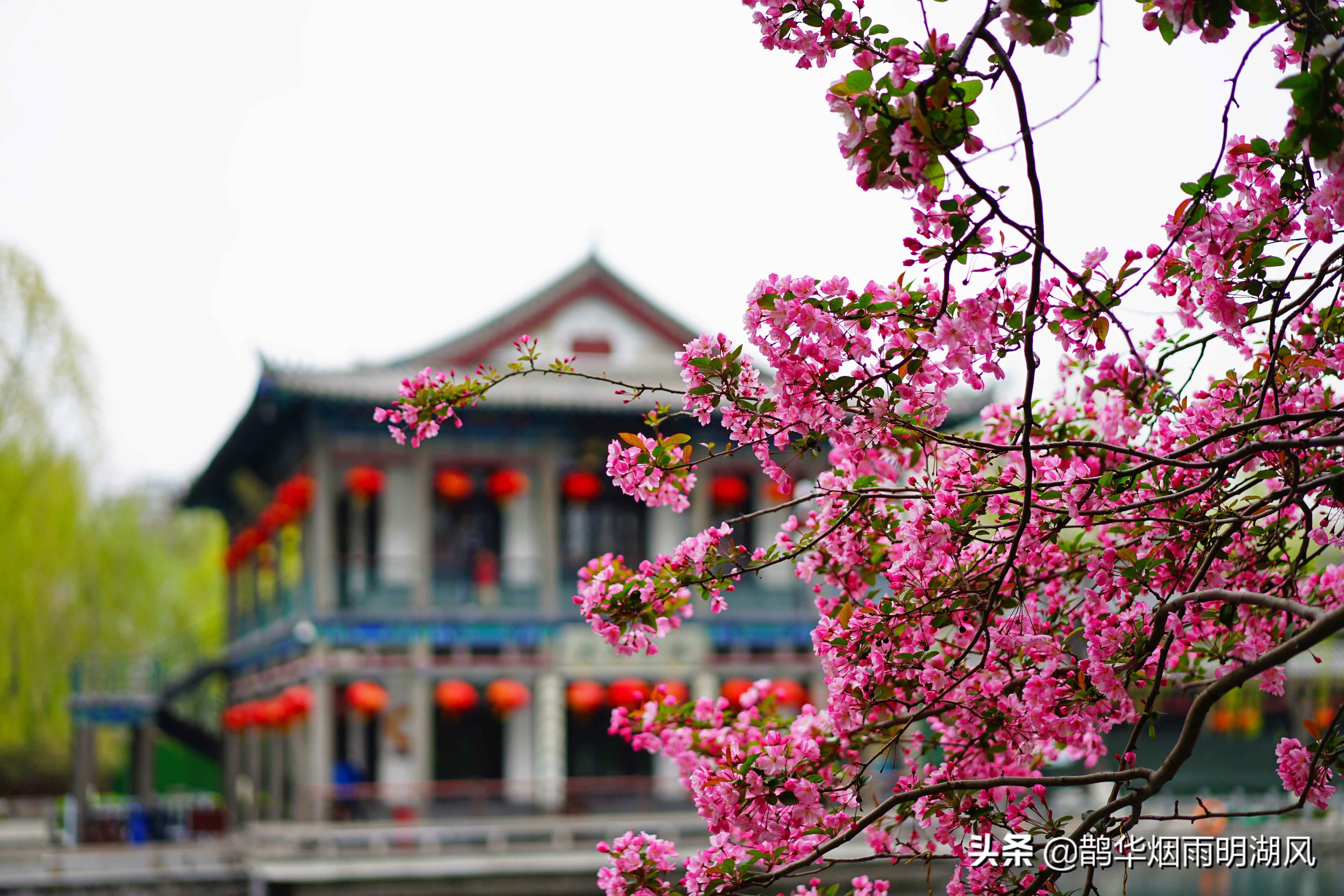 济南五龙潭樱花雨,济南五龙潭晚樱