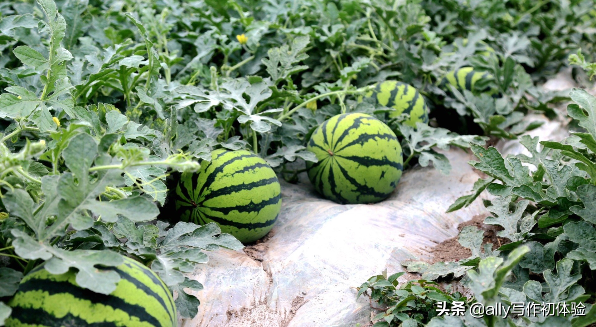 儿时夜晚捉迷藏,童年夜晚捉泥鳅