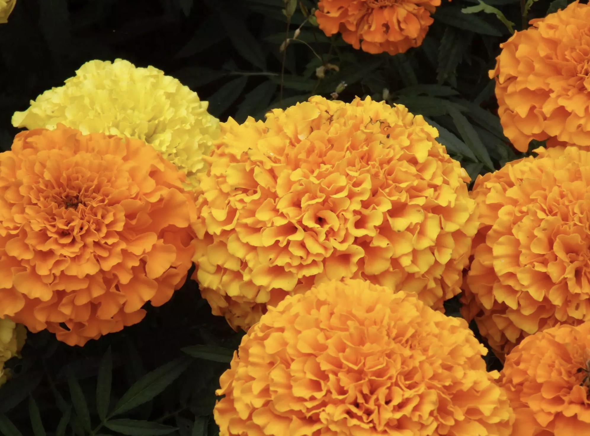 充满活力阳光的花,20种需要阳光的花