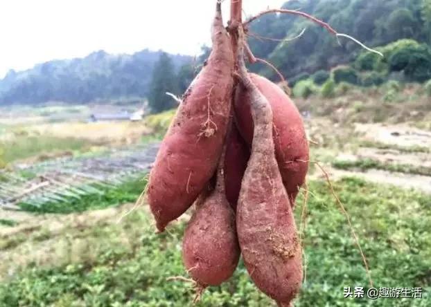 从化特产必买清单,从化正宗土特产