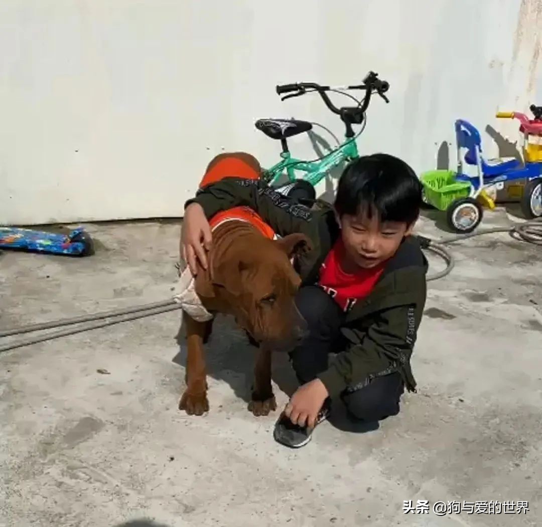 主人狠心抛弃刚生完的狗,养了6年的狗被主人抛弃