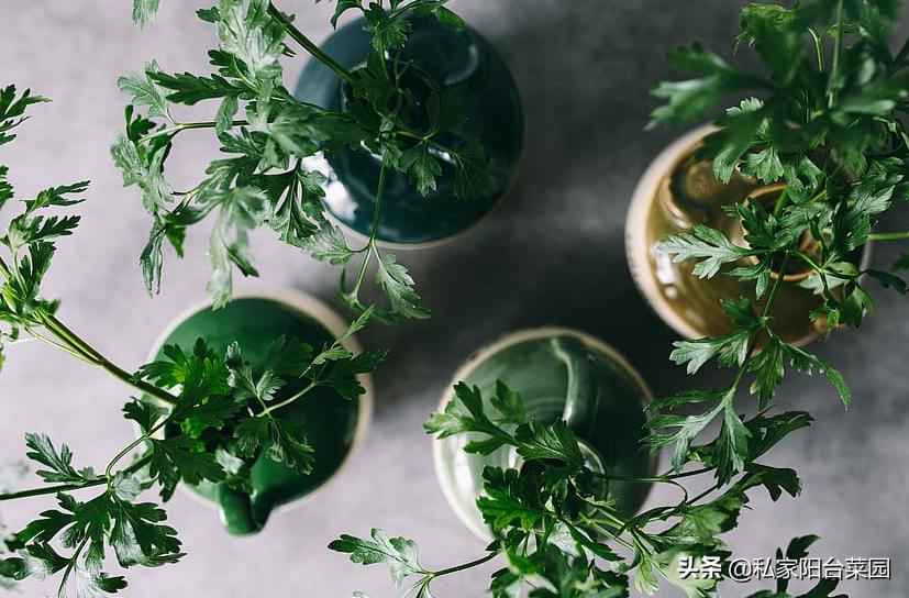 阳台种菜发芽后烂根,阳台种菜发芽后移植