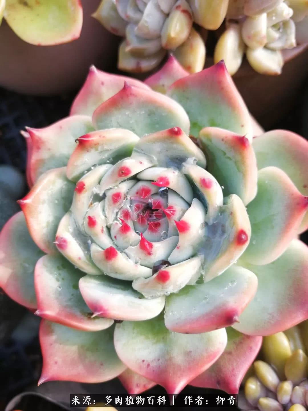 从入卡坑一个月到入卡坑三年,从入坑到现在所有品种开花图