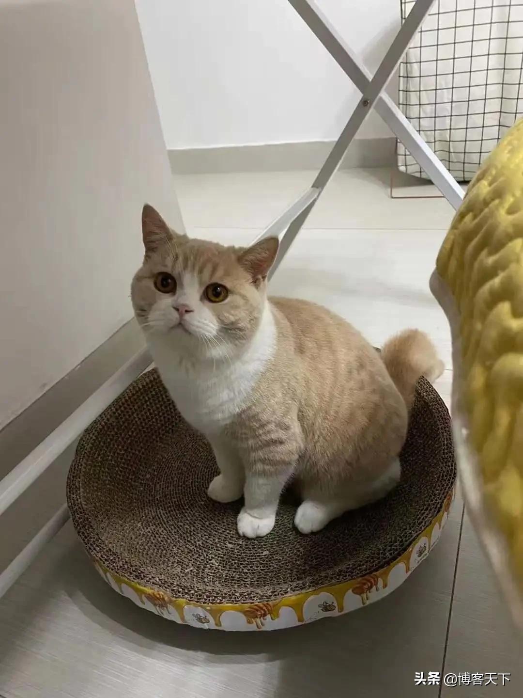 在哪里买猫才最靠谱的,哪里买猫比较便宜和身体好