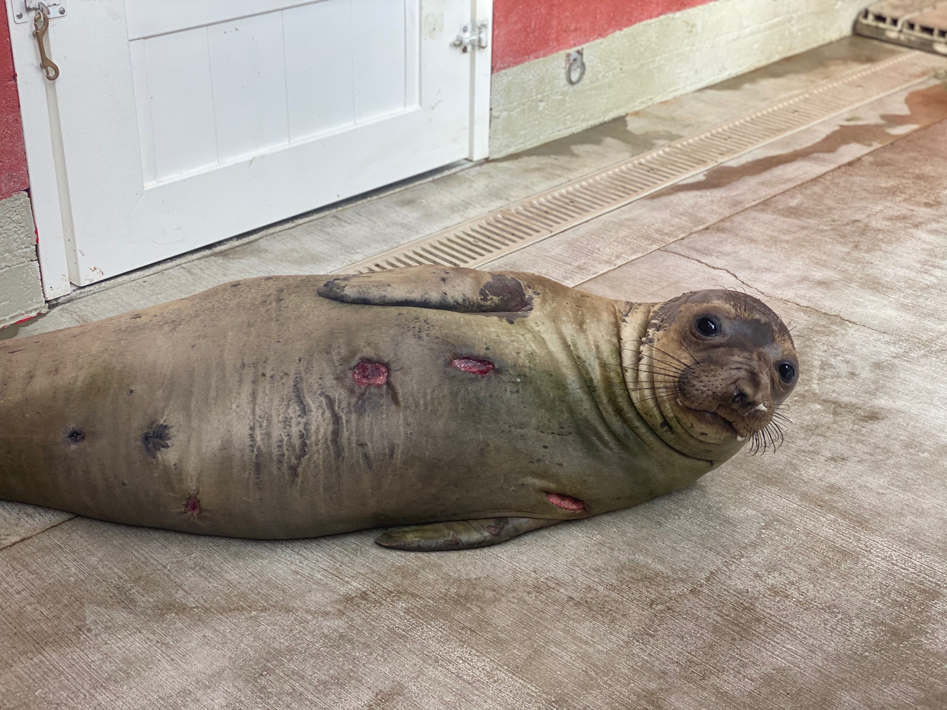 身长才50厘米的达摩鲨究竟有多狂,巨齿鲨有多恐怖一口能咬死鲸鱼