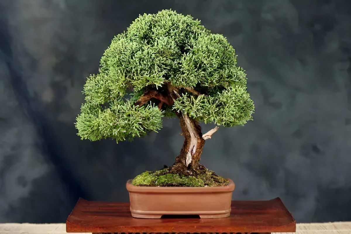 适合初学者制作的盆景造型,2016年最新盆景制作以及盆景欣赏