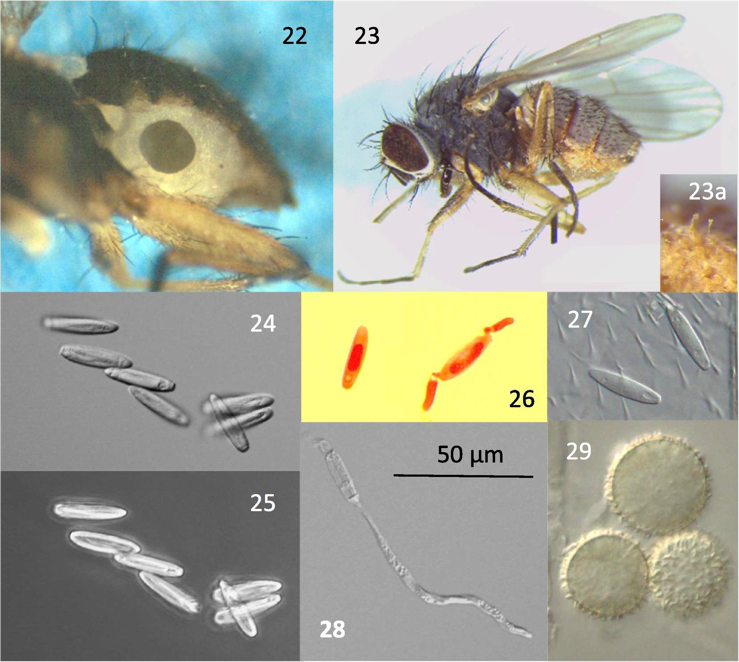 科学家变异苍蝇,可以让昆虫变成僵尸的真菌