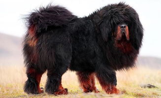 全世界最大的狗狗是什么狗,世界体型最大的十种狗最温顺