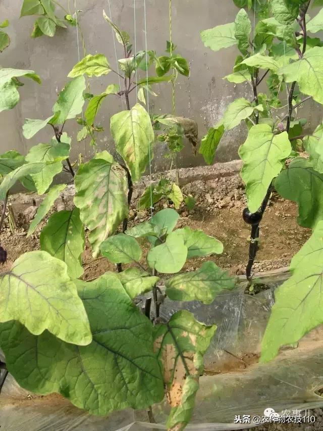 种茄子的六个步骤简短文字,种茄子的基本知识