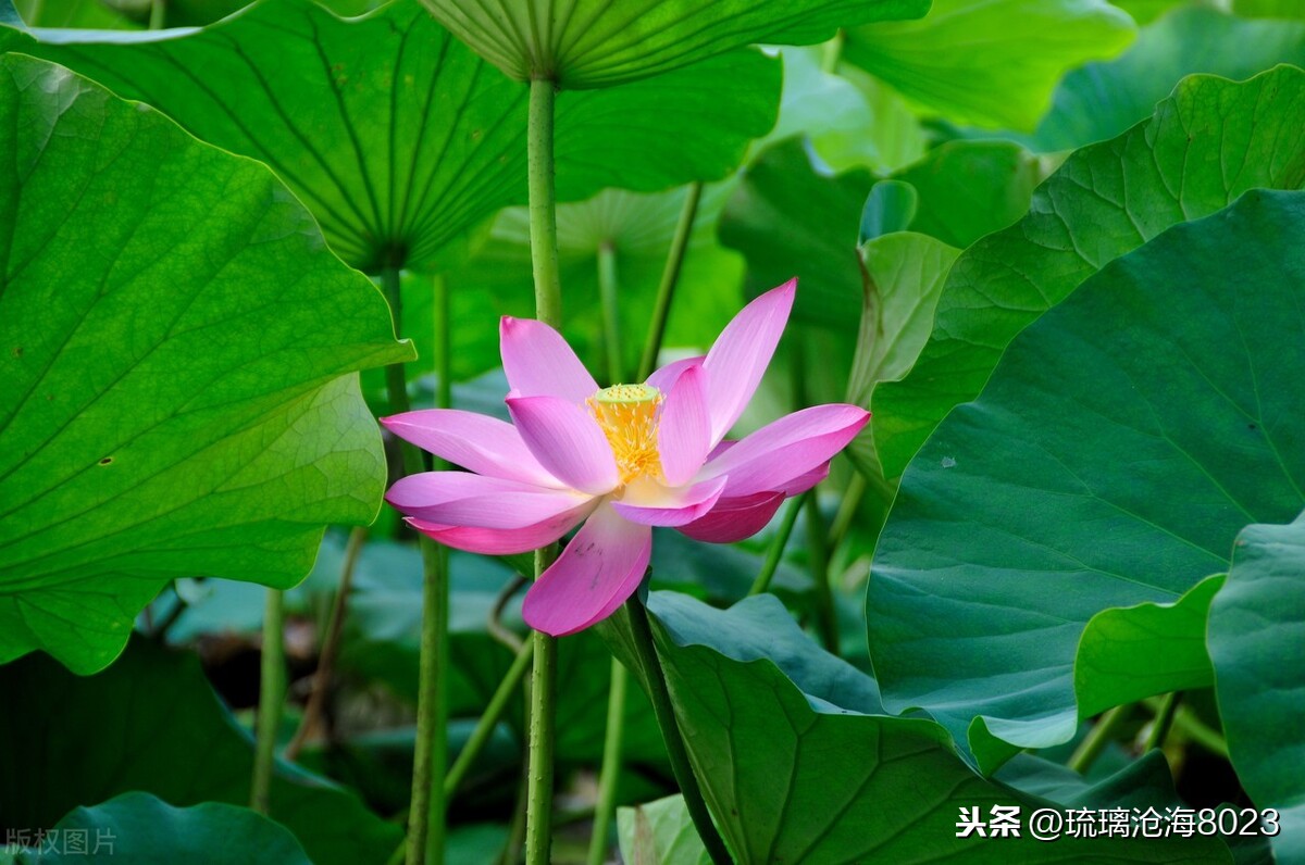 中国军事禁地风景区,玄武湖是中国最大的皇家园林湖
