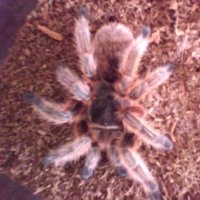 被过分*制抵**的爬宠，能不能存在于阳光之下？