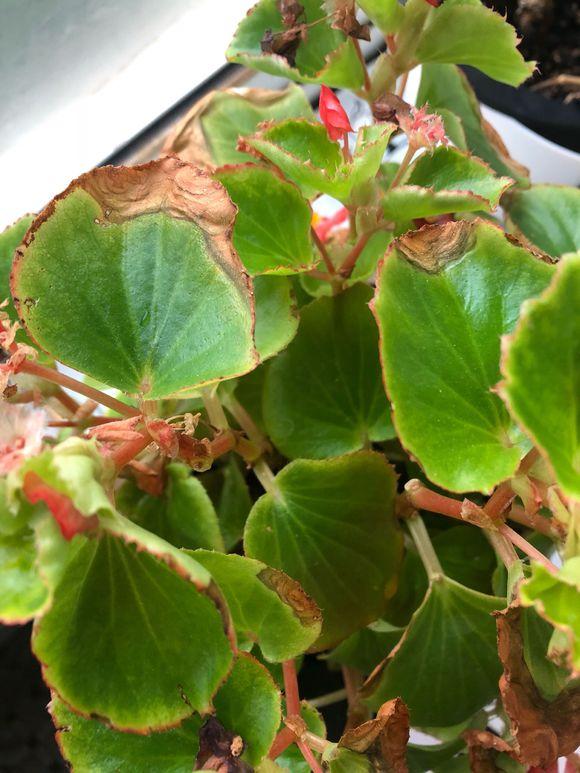 四季海棠叶子焦边干枯怎么处理,四季海棠掉花瓣焦边怎么回事