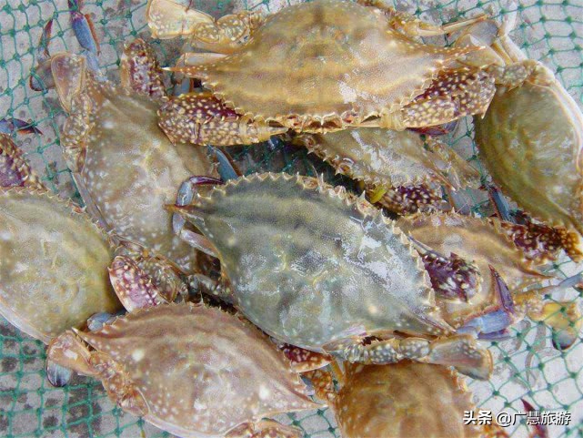 去日照旅游渔家乐哪里最合适,日照渔家乐旅游推荐