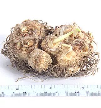 马蹄莲的种植教程,马蹄莲球根种植时间